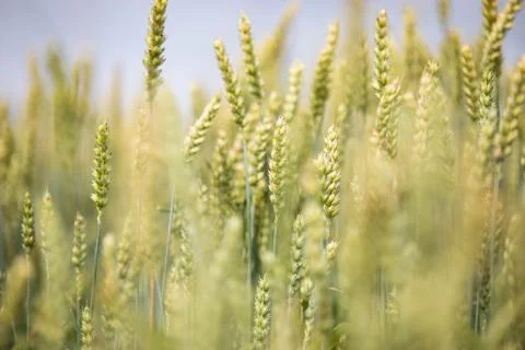 Wheat field on sunset background Stock Photos
