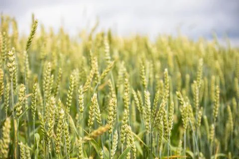 Wheat field on sunset background Stock Photos