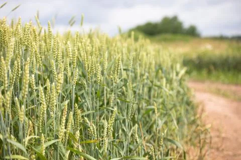 Wheat field on sunset background Stock Photos