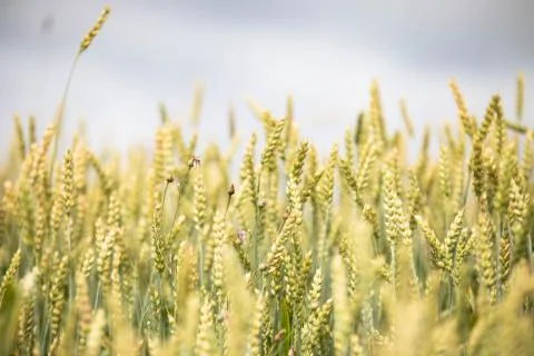 Wheat field on sunset background Stock Photos