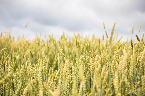 Wheat field on sunset background Stock Photos
