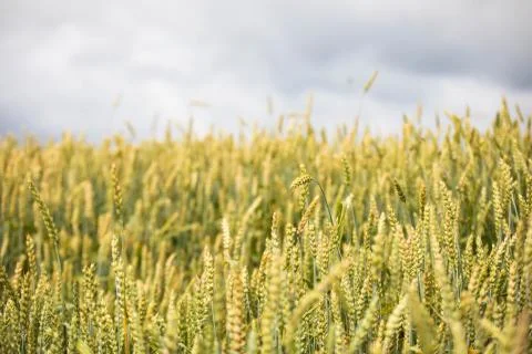 Wheat field on sunset background Stock Photos