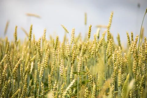 Wheat field on sunset background Stock Photos