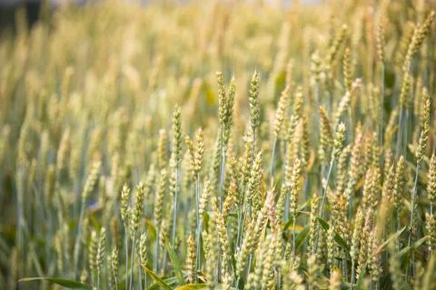 Wheat field on sunset background Stock Photos