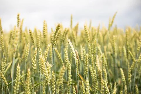 Wheat field on sunset background Stock Photos