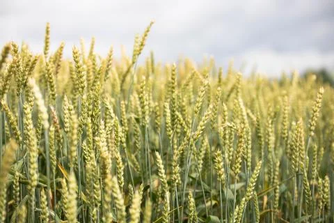 Wheat field on sunset background Stock Photos