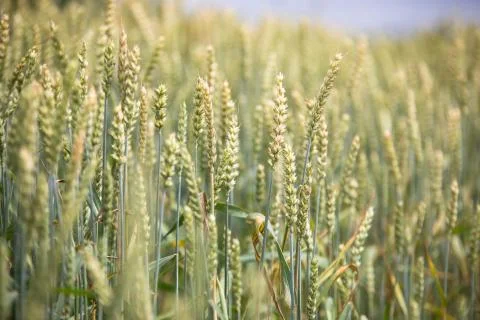 Wheat field on sunset background Stock Photos