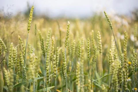 Wheat field on sunset background Stock Photos