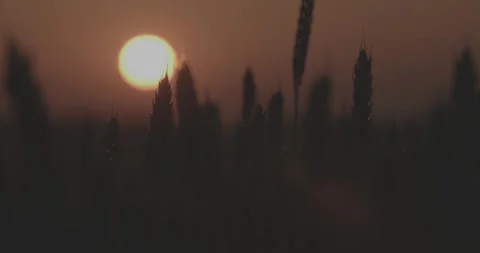 Wheat field sunset broll Video stock 277450980