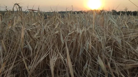 Wheat field sunset dawn Dry spikes wheat close up Many dry ears of wheat grain Stock Footage 295170584