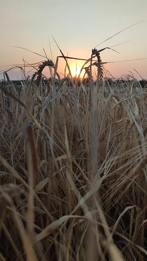 Wheat field sunset dawn Dry spikes wheat close up Many dry ears grain Vertical Stock Footage 295170653