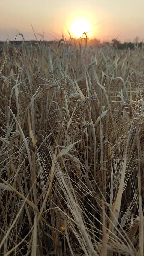 Wheat field sunset dawn Dry spikes wheat close up Many dry ears grain Vertical Stock Footage 295170662