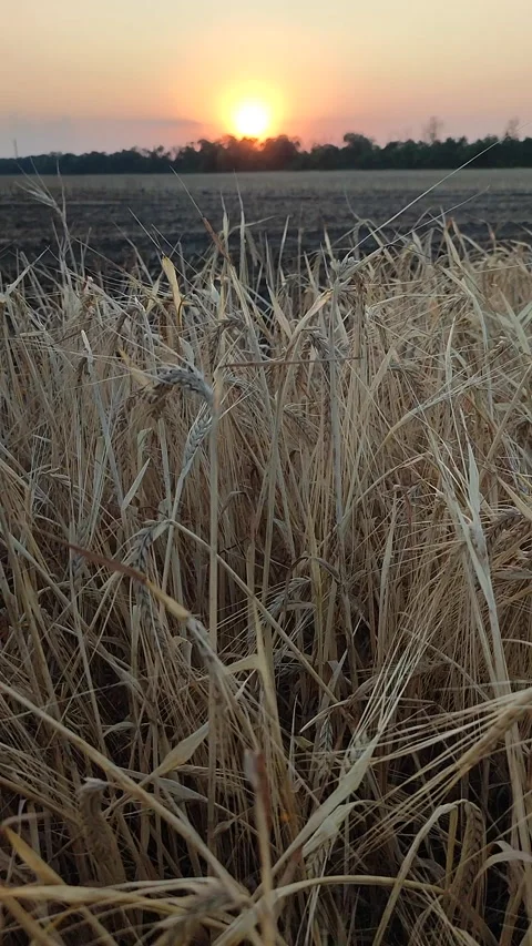 Wheat field sunset dawn Dry spikes wheat close up Many dry ears grain Vertical Stock Footage 295170674
