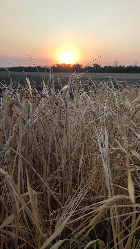 Wheat field sunset dawn Dry spikes wheat close up Many dry ears grain Vertical Stock Footage 295682481