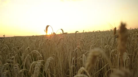 Wheat field at sunset. ears of grain on agricultural fields close-up. Stock Footage 253573873