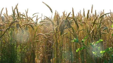 Wheat field at sunset. Ears of green wheat close-up. Harvest concept. Beautiful Stock Footage 303495424