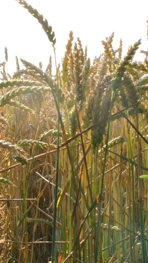 Wheat field at sunset. Ears of green wheat close-up. Harvest concept. Beautiful Stock Footage 303813658