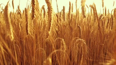 Wheat field in sunset. Ears of wheat close up. Harvest and harvesting concept. Stock Footage 59090093