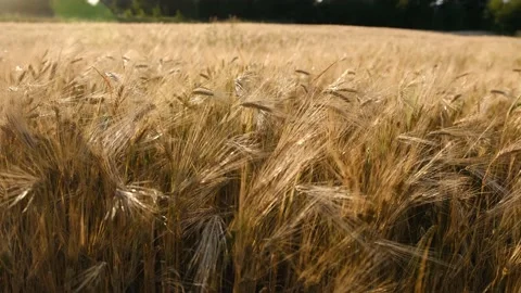 Wheat field in sunset. Ears of wheat close up. Harvest and harvesting concept Stock Footage 201737264