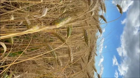 Wheat in the field, at sunset, for the elderly Stock Footage 136411873