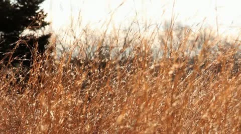 Wheat Field at Sunset 스톡 동영상 10911081