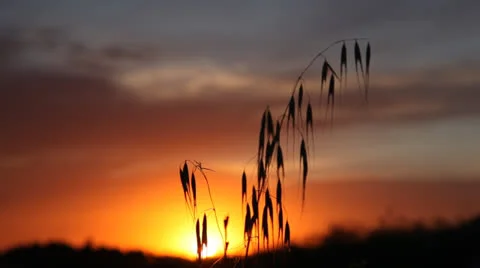 Wheat in a field at sunset 库存影片 23400699