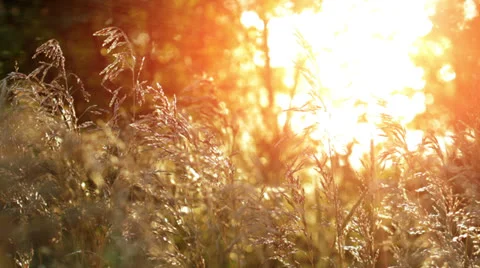 Wheat Field at sunset Stock Footage 25013148