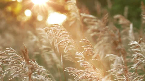 Wheat Field at sunset Stock Footage 25013635