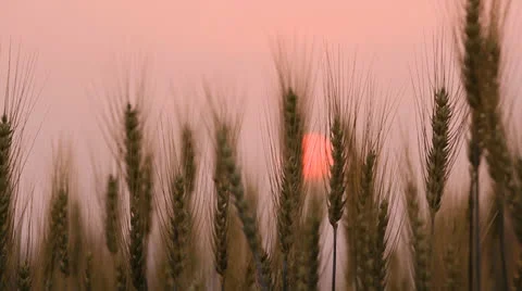 Wheat field in the sunset Stock Footage 25841272