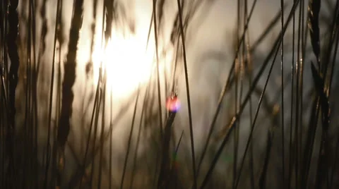 Wheat field in the sunset Stock Footage 33377844