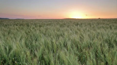 Wheat field at sunset 스톡 동영상 50934346