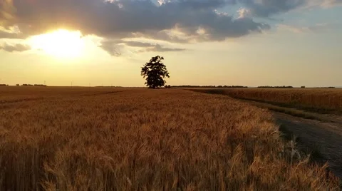 Wheat field in Sunset Stock Footage 51777203