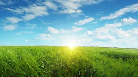 Wheat field at sunset Stock Footage 54097867