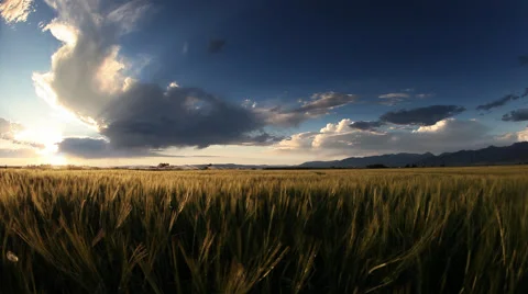 Wheat Field Sunset Stock Footage 60755628