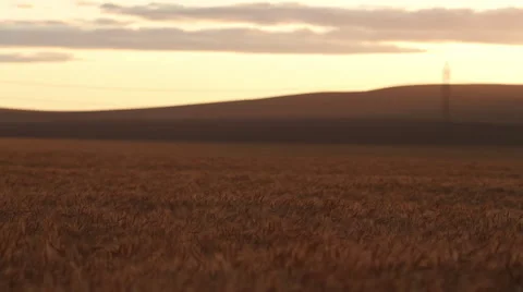 Wheat Field Sunset 库存影片 62207090