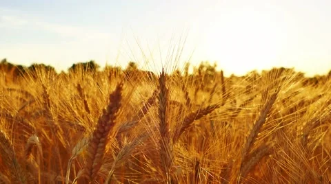 Wheat field at sunset Stock Footage 64918751