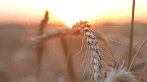 Wheat In Field Sunset Stockbeeldmateriaal 65263276