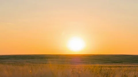 Wheat field at sunset Stock Footage 71829254