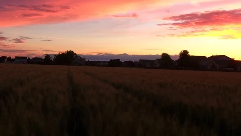 Wheat Field Sunset Video stock 73278204
