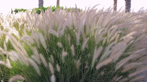 Wheat field at sunset Stock Footage 76182914