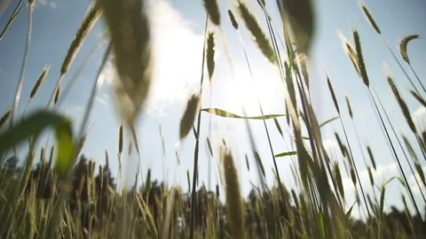 Wheat field at sunset Stock Footage 76458500