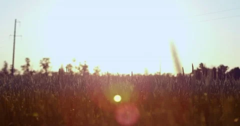 A wheat field at sunset Stock Footage 76622776