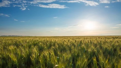 Wheat field at sunset Stockbeeldmateriaal 79110354