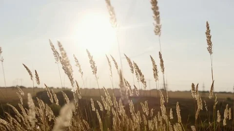 Wheat field at sunset Stock Footage 79854980