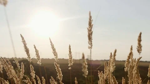 Wheat field at sunset Stockbeeldmateriaal 79855131