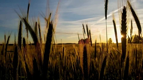 Wheat field at sunset Video stock 79864334