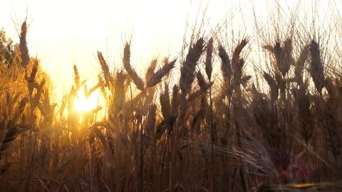 Wheat field in the sunset Stock Footage 89213753