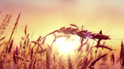 Wheat Field on sunset Stock Footage 93712542