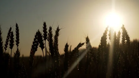 Wheat field at sunset Stock Footage 94676693