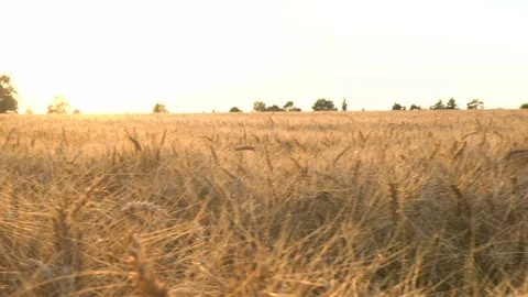 Wheat Field at Sunset Stock Footage 96844944